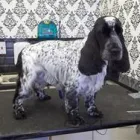 Business 15 image FIDO'S DOG GROOMING SALON Pets & Animals in Nuneaton Wa