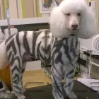 Business 16 image FIDO'S DOG GROOMING SALON Pets & Animals in Nuneaton Wa