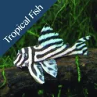 Business 1 image FISH TANK RUGBY LTD Aquarium & Pond Supplies in Rugby Wa