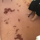 Business 8 image FITZ2KLEEN Upholstery Cleaners in Coventry We