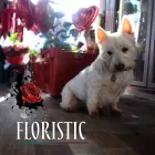 Business 2 image FLORISTIC Shopping & Retail in Wincanton So