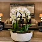 Business 4 image FLOWERS & PLANTS CO. Wedding Services in London Gr