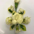 Business 17 image FORGET ME NOT FLORIST Shopping & Retail in Bournemouth Do