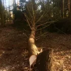 Business 24 image FOUR SEASONS GROUNDS MANAGEMENT Lawn Care Services in Uttoxeter St