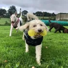 Business 2 image FUN 4 ALL DOG CLUB Sports & Recreation in Charley Le