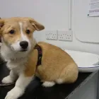 Business 5 image GALEDIN VETS, KELSO Veterinary Services in Kelso Ro