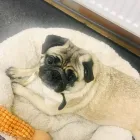 Business 13 image GARMENT GRAPHIXS & THE WORKWEAR WAREHOUSE Workwear & Protective Equipment in Belfast Co