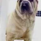 Business 8 image GAY DOG BOARDING KENNELS Pets & Animals in Alresford Ha