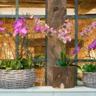 Business 1 image GIGGLING SQUID - BEACONSFIELD Thai Restaurants in Beaconsfield Bu