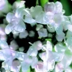 Business 2 image GLASGOW-HERBALIST Health & Medicine in Glasgow Glg