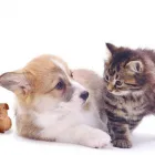 Business 1 image GODDARD VETERINARY GROUP Vets in Harrow Mi