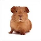 Business 1 image GODDARD VETERINARY GROUP Vets in Pinner Mi