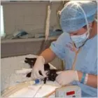 Business 9 image GODDARD VETERINARY GROUP Vets in Pinner Mi