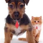 Business 10 image GODDARD VETERINARY GROUP Vets in Pinner Mi