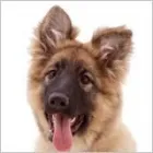 Business 1 image GODDARD VETERINARY GROUP Vets in Romford Gr