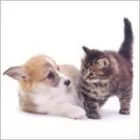 Business 2 image GODDARD VETERINARY GROUP Vets in Romford Gr