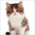 Business 3 image GODDARD VETERINARY GROUP Vets in Harrow Mi