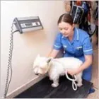 Business 3 image GODDARD VETERINARY GROUP Vets in Romford Gr