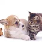 Business 5 image GODDARD VETERINARY GROUP Vets in Pinner Mi
