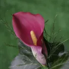 Business 6 image GREENFINGERS GARDENING Garden Services in Epsom Su