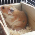 Business 1 image HAIR CONNEXION Hairdressers in Glasgow La