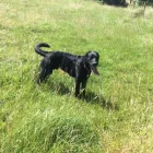 Business 5 image HAPPY POOCHES Pets & Animals in Cheltenham Gl