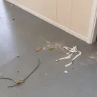 Business 44 image HARMONY HOUSE SERVICES LTD Upholstery Cleaners in London Gr