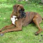 Business 4 image HIGHWORTH PET CARE Pet Services in Swindon Wi