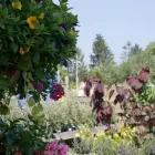 Business 22 image HILLIER GARDEN CENTRE MARLOW Restaurants in Marlow Bu