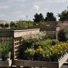 Business 23 image HILLIER GARDEN CENTRE MARLOW Restaurants in Marlow Bu