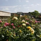 Business 26 image HILLIER GARDEN CENTRE MARLOW Restaurants in Marlow Bu