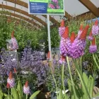 Business 35 image HILLIER GARDEN CENTRE MARLOW Restaurants in Marlow Bu