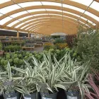 Business 59 image HILLIER GARDEN CENTRE MARLOW Restaurants in Marlow Bu