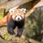 Business 28 image HOLIDAY INN EXPRESS MILTON KEYNES, AN IHG HOTEL Travel & Tourism in Milton Keynes Bu