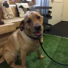 Business 1 image HOUSE OF HOUND HYDROTHERAPY Veterinary Services in Huddersfield We