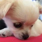 Business 2 image HOUSE OF HOUND HYDROTHERAPY Veterinary Services in Huddersfield We