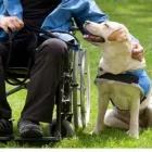 Business 9 image HOUSE OF HOUND HYDROTHERAPY Veterinary Services in Huddersfield We