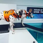 Business 14 image HOUSE OF HOUND HYDROTHERAPY Veterinary Services in Huddersfield We