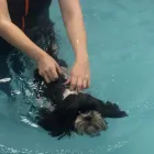 Business 18 image HOUSE OF HOUND HYDROTHERAPY Veterinary Services in Huddersfield We