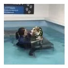 Business 24 image HOUSE OF HOUND HYDROTHERAPY Veterinary Services in Huddersfield We