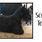 Business 1 image HOUSE PETS - DOG & CAT GROOMING SPA Pets & Animals in Corby No