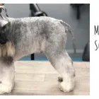 Business 3 image HOUSE PETS - DOG & CAT GROOMING SPA Pets & Animals in Corby No