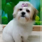 Business 9 image HOUSE PETS - DOG & CAT GROOMING SPA Pets & Animals in Corby No