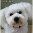 Business 13 image HOUSE PETS - DOG & CAT GROOMING SPA Pets & Animals in Corby No