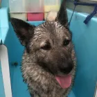 Business 5 image JADE PALACE Takeaway Food in Southampton Ha