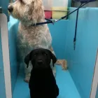 Business 4 image JADE PALACE Takeaway Food in Southampton Ha