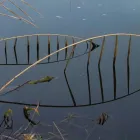 Business 11 image JOHNSTON & FARRELL Vets in Tain Ro