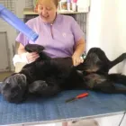 Business 5 image K9 CLIP & SHINE Pets & Animals in Northampton No