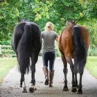 Business 5 image KINGS BOUNTY EQUINE PRACTICE Veterinary Services in Alresford Ha