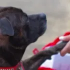 Business 4 image KIRSTY'S PAWS Pets & Animals in Bournemouth Do